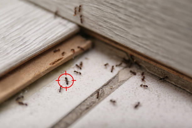 Best Affordable Pest Control Services  in Wooster, AR