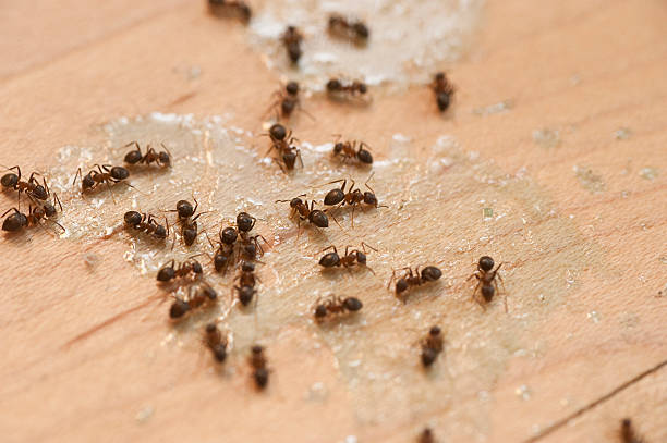 Trusted Wooster, AR Pest Control Experts